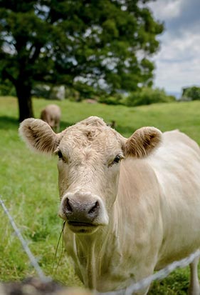 Things to Do in Berry NSW